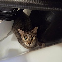 adopt a pet