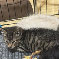 adopt-pet