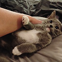 adopt a pet
