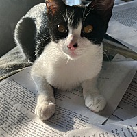 adopt a pet