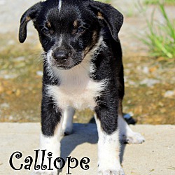 Thumbnail photo of Calliope~adopted! #2