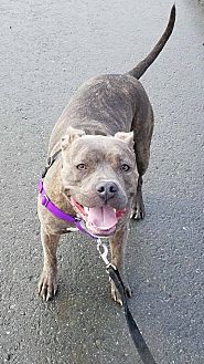 Available Dogs | Alaska Bully Rescue