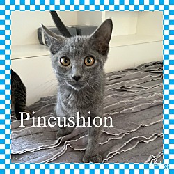 Photo of Pincushion