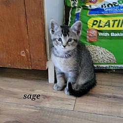 Thumbnail photo of sage #1