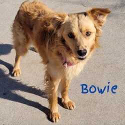 Thumbnail photo of Bowie (In Foster) #1