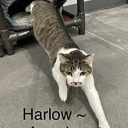 Photo of Harlow