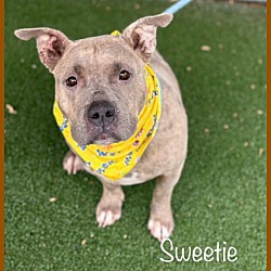 Photo of SWEETIE -see video