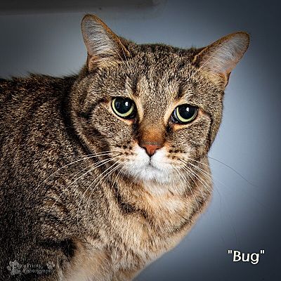 Maryville, TN - Domestic Shorthair. Meet Bug a Pet for Adoption ...