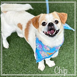 Photo of CHIP