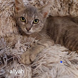 Thumbnail photo of Aliyah #3