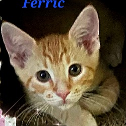 Thumbnail photo of Ferric #1