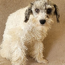 Thumbnail photo of SCHNOODLE #1