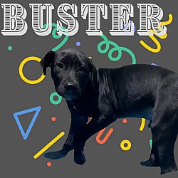 Thumbnail photo of D-Buster #2