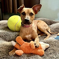 adopt a pet