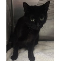 CAMPFIRE - Domestic Shorthair available for adoption