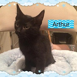 Thumbnail photo of ARTHUR #1