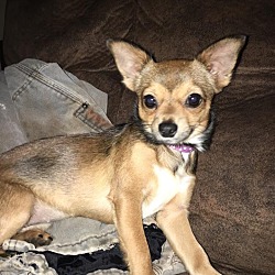 Thumbnail photo of Trixie (adoption pending) #1