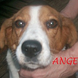 Thumbnail photo of ANGEL #2