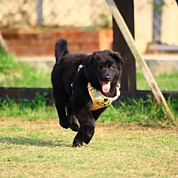 Thumbnail photo of Frank (Formosan Mountain Dog) #2