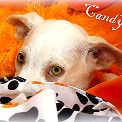 Thumbnail photo of Candi ~ meet me! #2