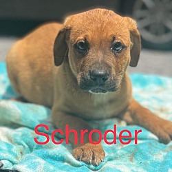 Photo of Schroder