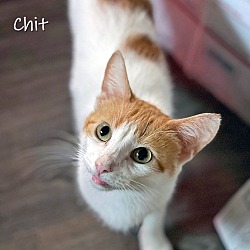Photo of Chit