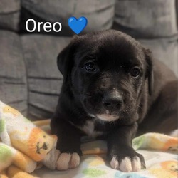 Thumbnail photo of Oreo #2
