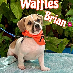 Thumbnail photo of Waffles Brian #1