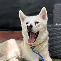 adopt a pet