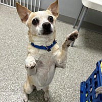 adopt a pet