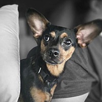 adopt a pet