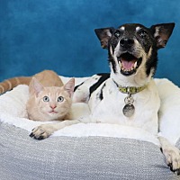 adopt a pet