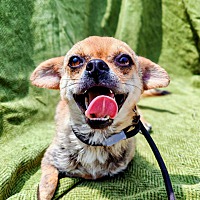 adopt-pet