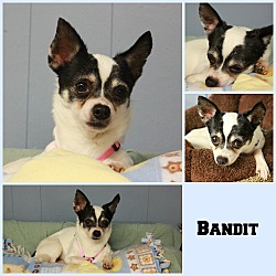 Thumbnail photo of Bandit #2