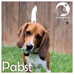 Thumbnail photo of Pabst #1