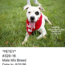 Thumbnail photo of Petey - ADOPTED! #2