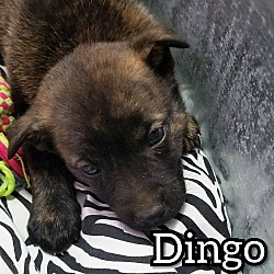 Photo of Dingo