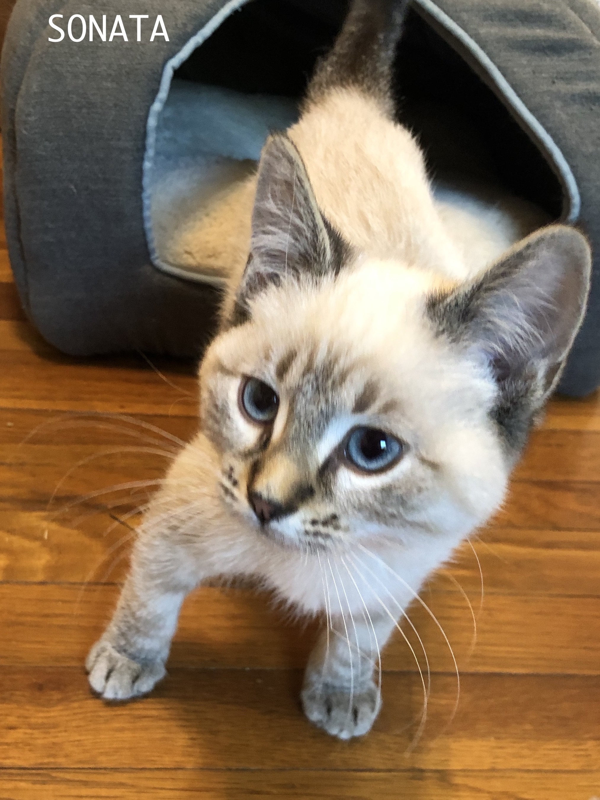 Sacramento Ca Colorpoint Shorthair Meet Sonata A Pet For Adoption