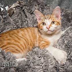 Photo of Figaro (I'm polydactyl)
