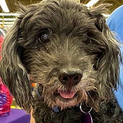 Thumbnail photo of Boo #1