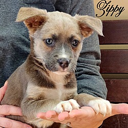 Thumbnail photo of Zippy ~ meet me! #1