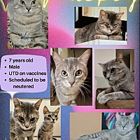 adopt a pet