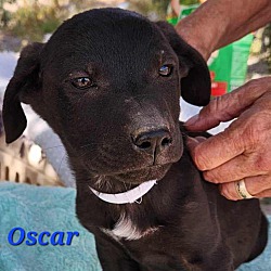 Photo of Oscar