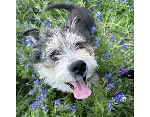 Kaufman, TX - Schnauzer (Standard)/Terrier (Unknown Type, Medium). Meet ...