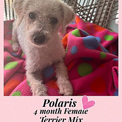 Thumbnail photo of POLARIS – 4 MONTH FEM POODLE #2