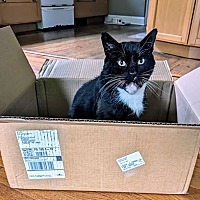 adopt a pet