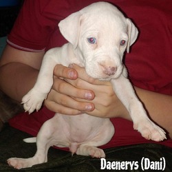 Thumbnail photo of Daenerys #4