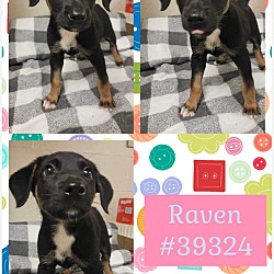 Thumbnail photo of Raven #2