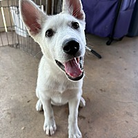 adopt a pet
