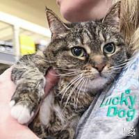 adopt a pet